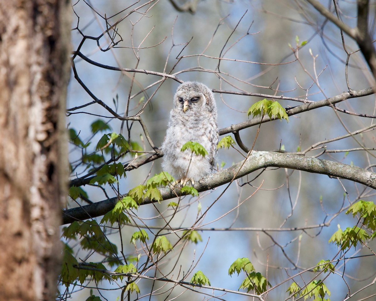 Barred Owl - ML457891391