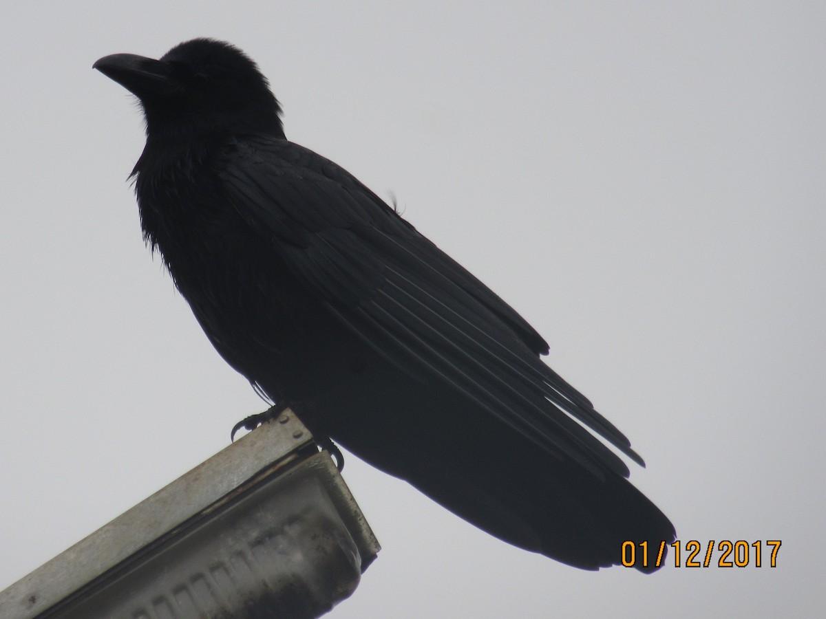 Corbeau à gros bec - ML457893271