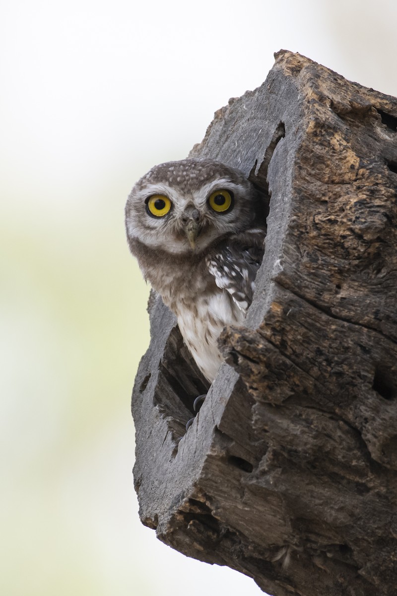 Spotted Owlet - ML457895241