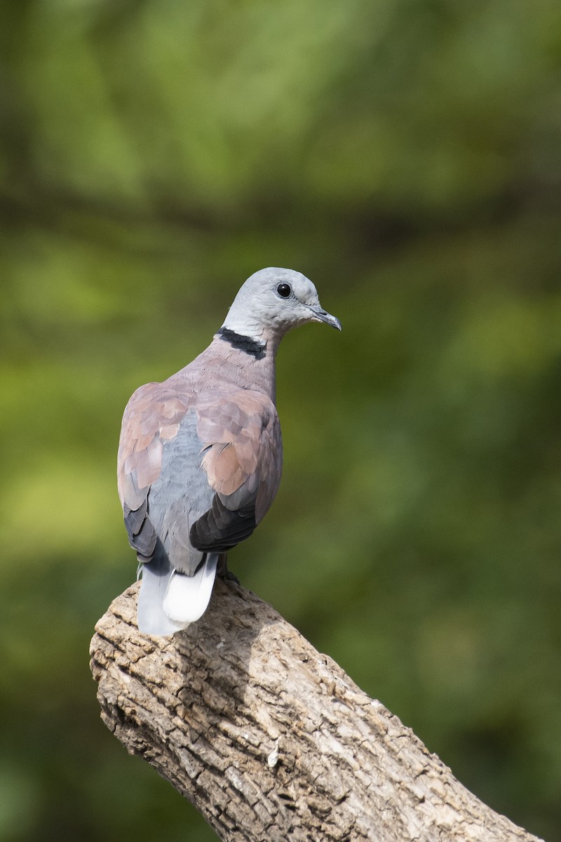 Red Collared-Dove - ML457895251