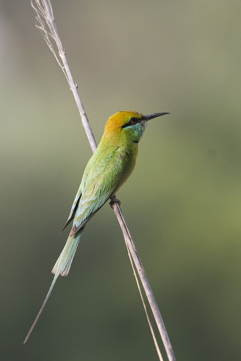 Asian Green Bee-eater - ML457895431