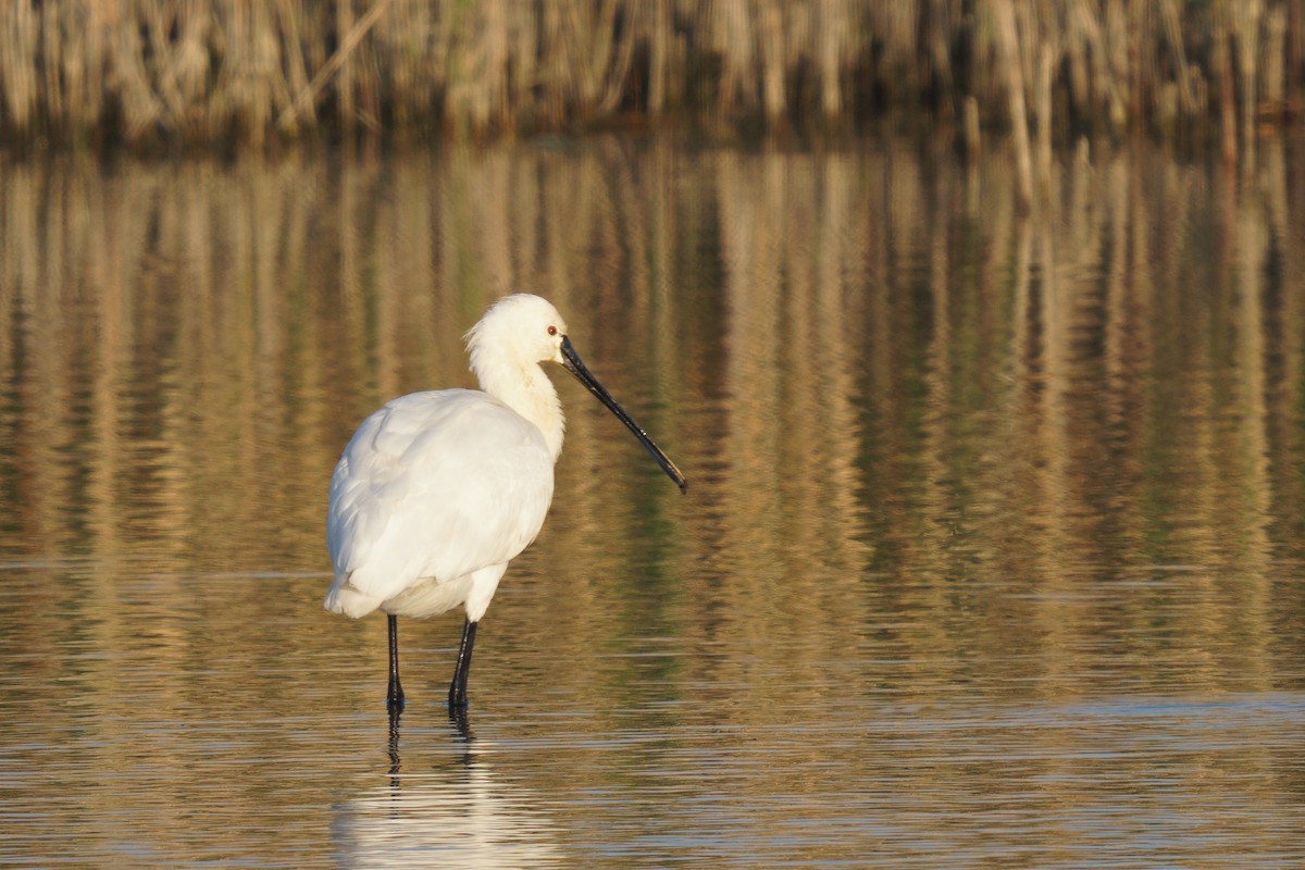 Eurasian Spoonbill - ML457895591