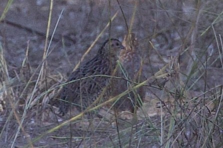 Brown Quail - ML457895731