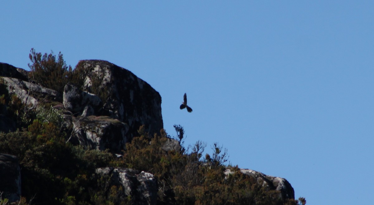 Common Cuckoo - ML457896841