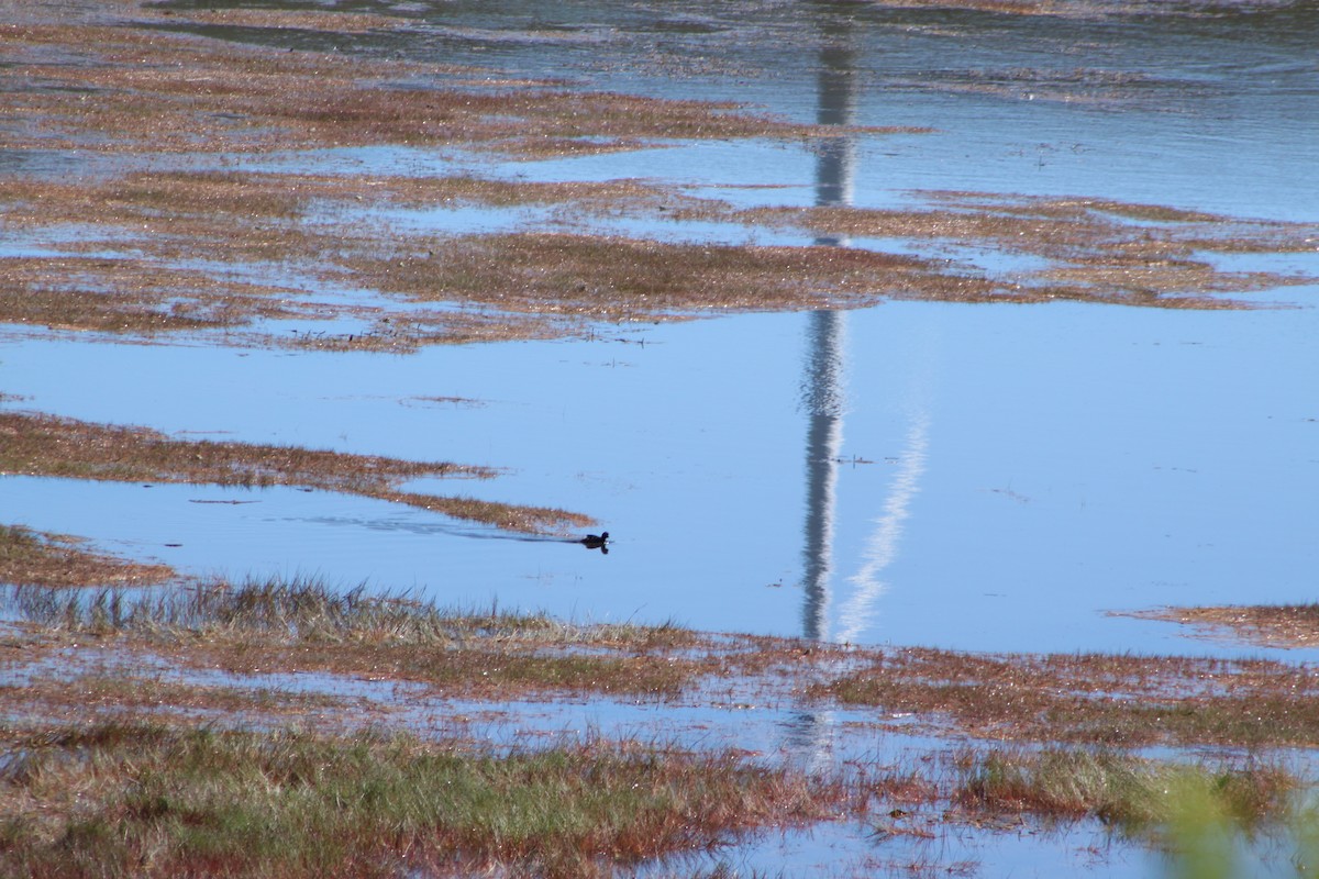 Little Grebe - ML457896951