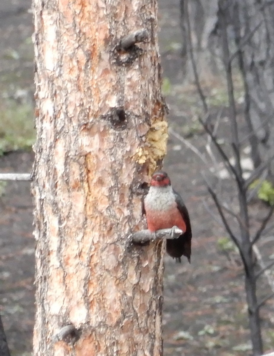 Lewis's Woodpecker - Marty Zelenietz