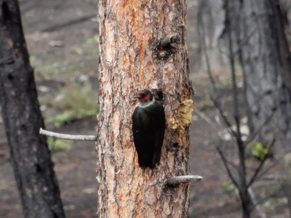 Lewis's Woodpecker - Marty Zelenietz