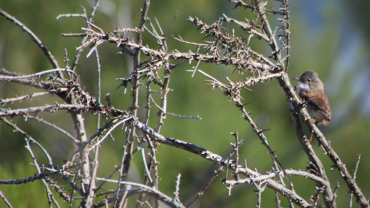 Greater Whitethroat - ML457898411