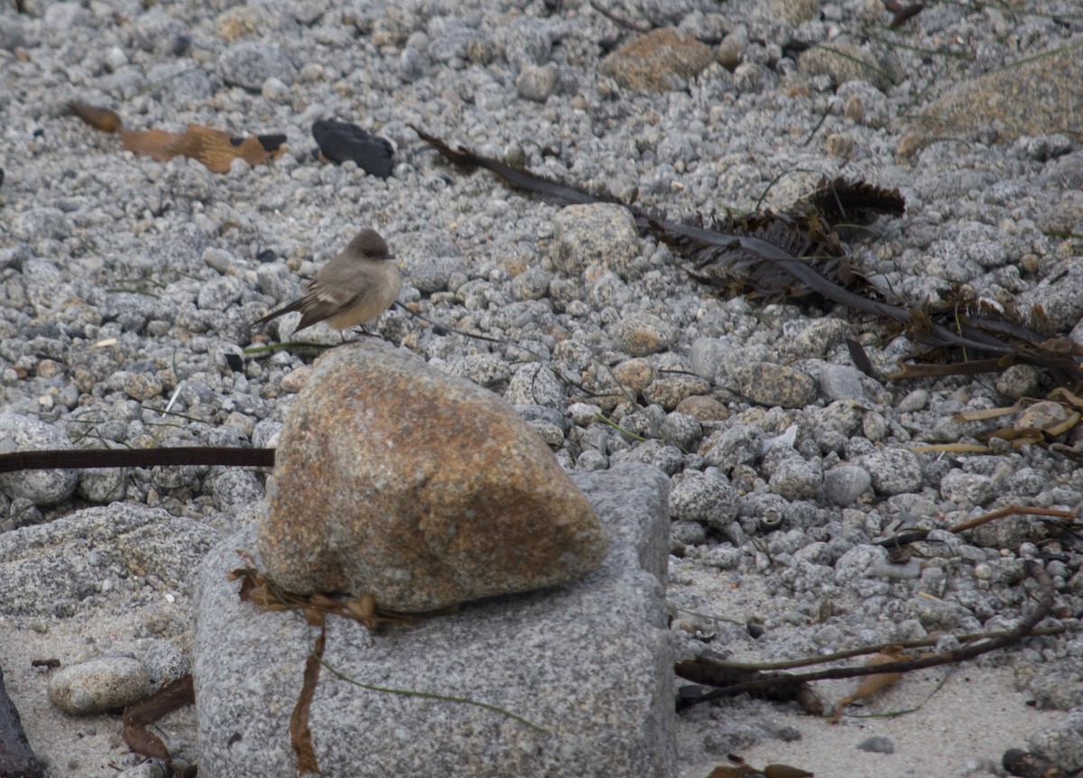 Say's Phoebe - ML45789951