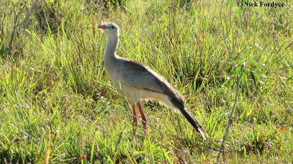 Red-legged Seriema - ML457900091