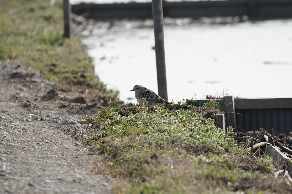 Pacific Golden-Plover - ML457900371