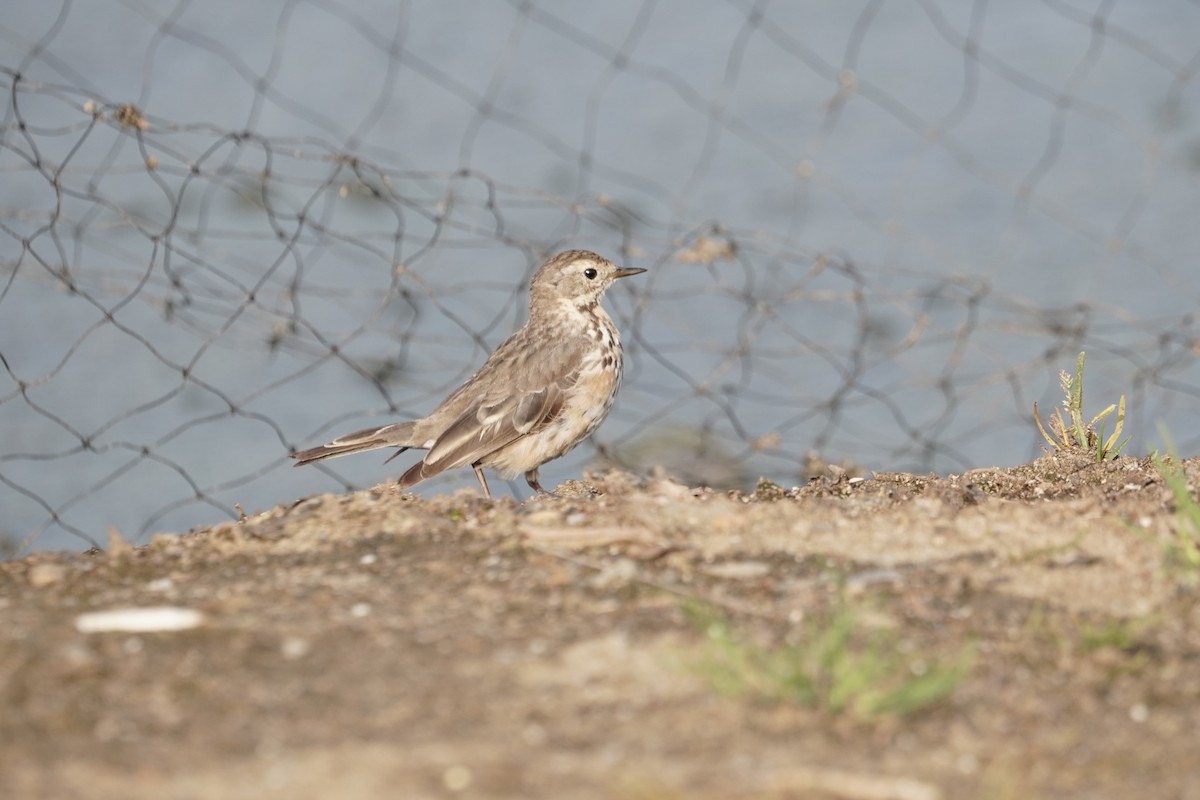 American Pipit - ML457900381