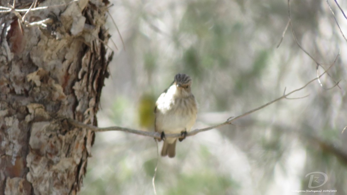 Spotted Flycatcher - ML457900431