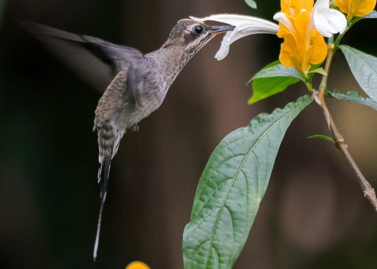 White-bearded Hermit - ML457901211