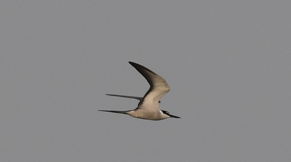 Bridled Tern - ML457901771