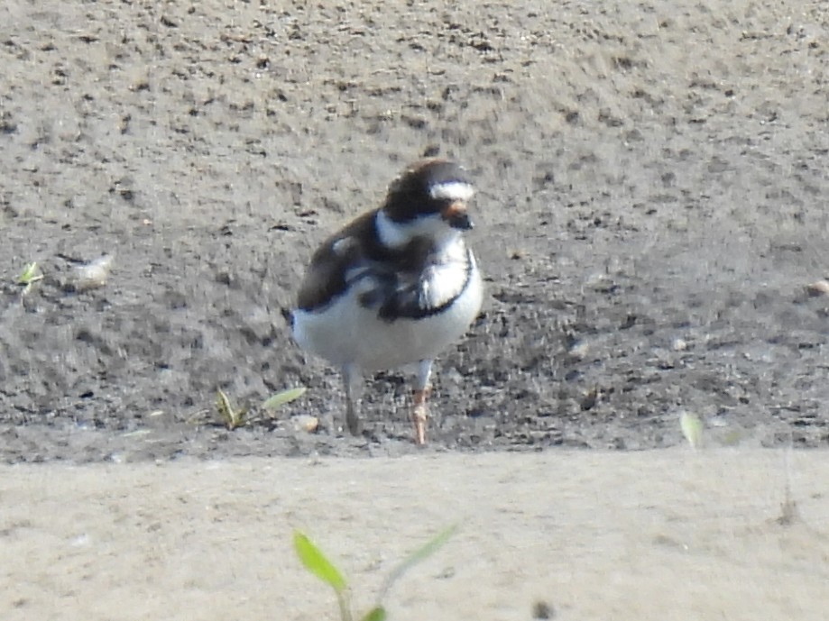 Semipalmated Plover - ML457905651