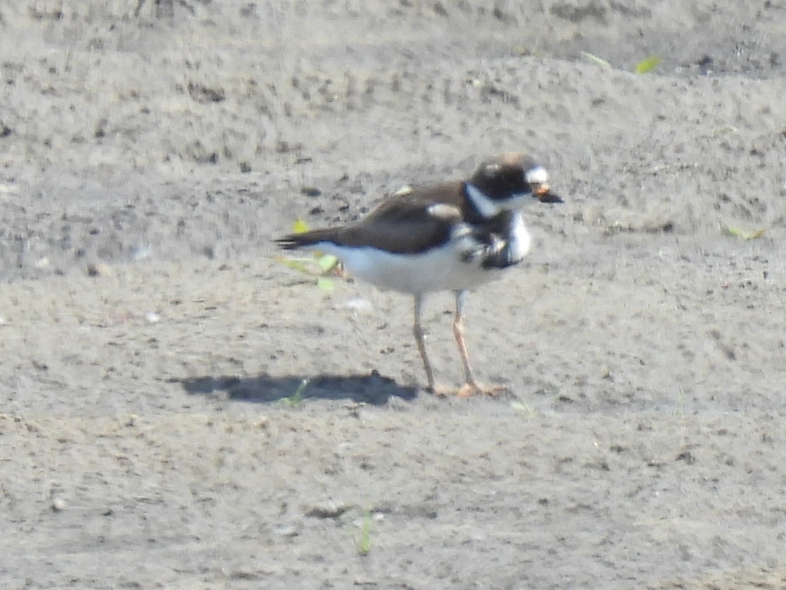 Semipalmated Plover - ML457905661