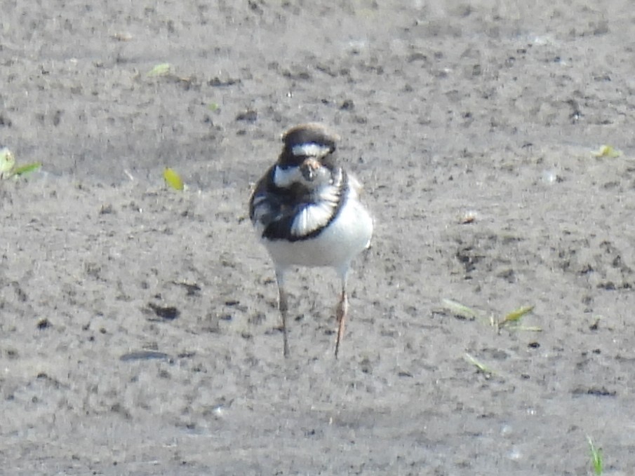 Semipalmated Plover - ML457905671