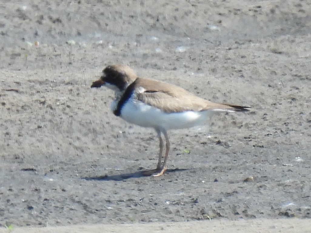 Semipalmated Plover - ML457905681