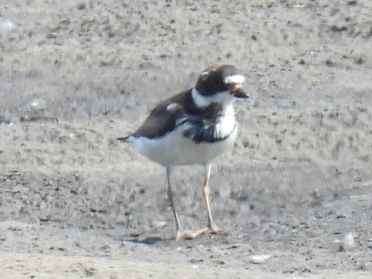 Semipalmated Plover - ML457905691