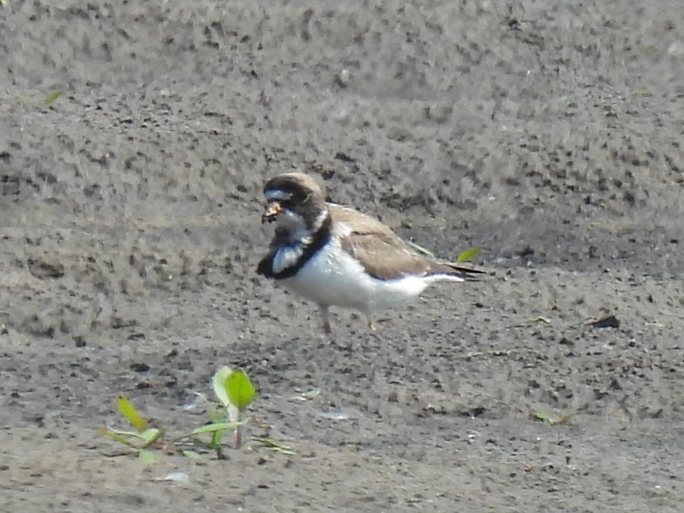 Semipalmated Plover - ML457905701