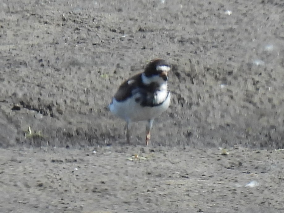 Semipalmated Plover - ML457905711