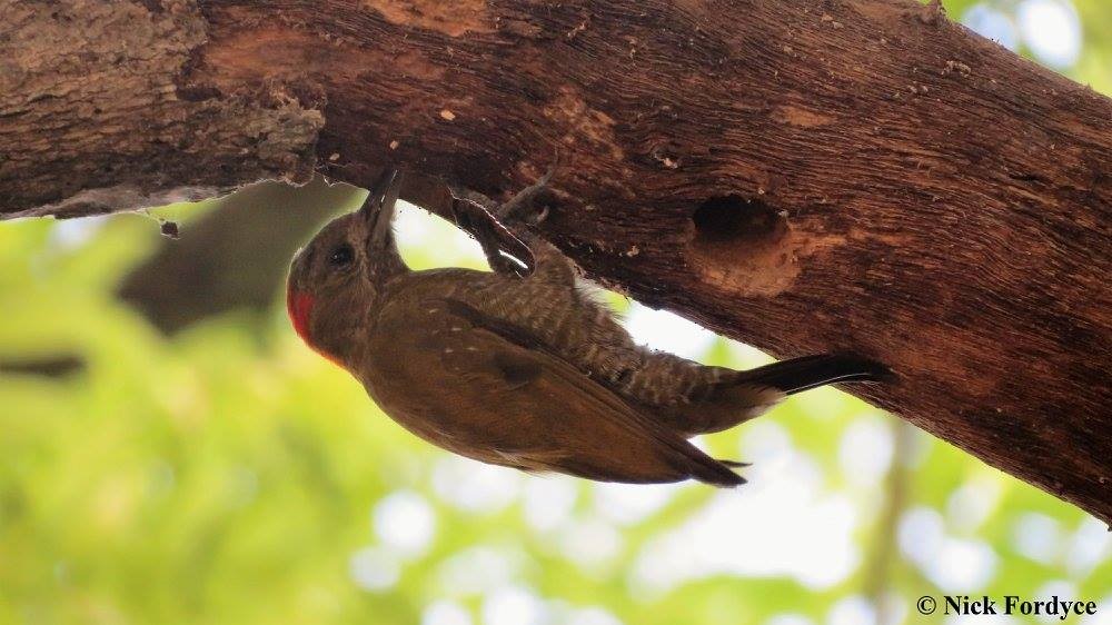 Little Woodpecker - ML457906851