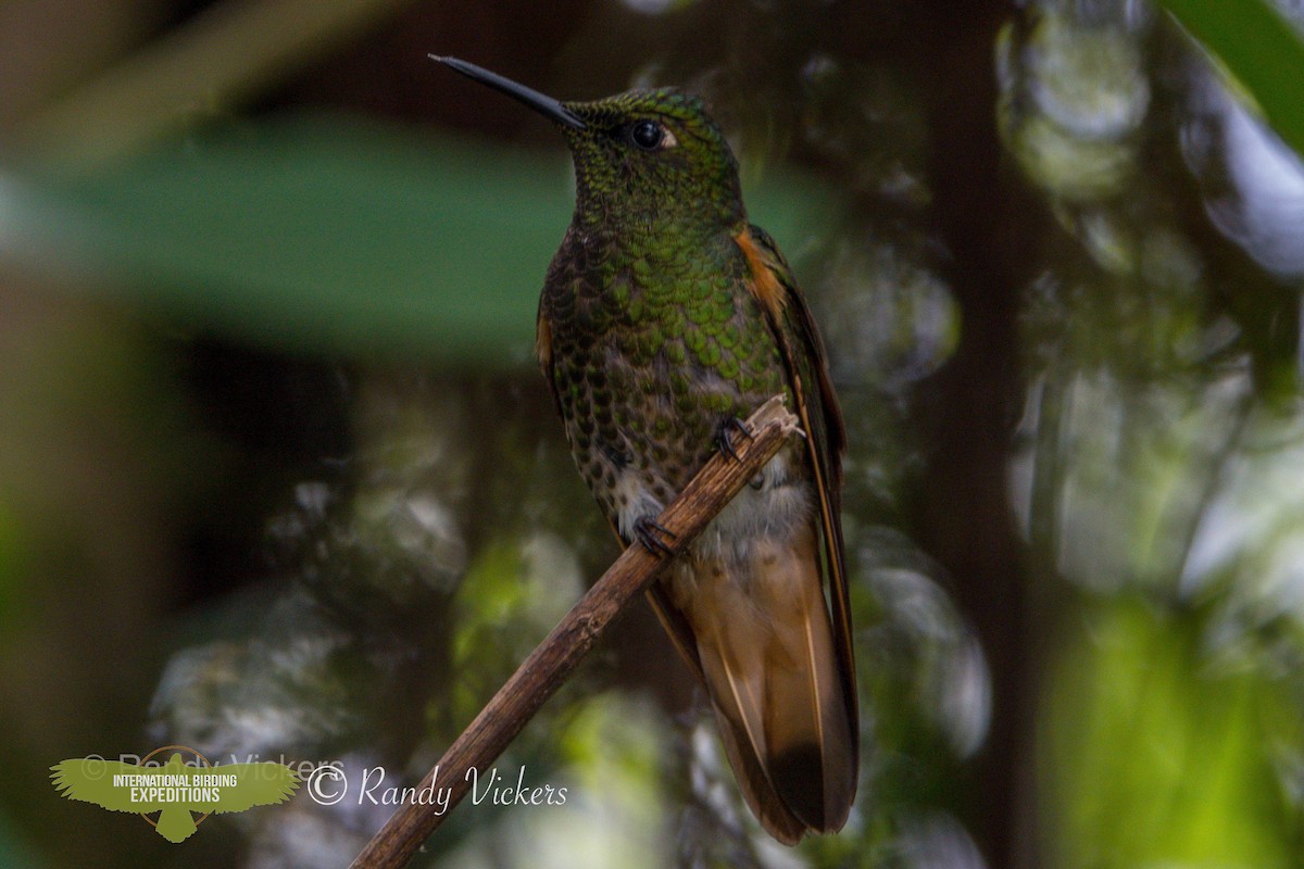 Buff-tailed Coronet - Randy Vickers