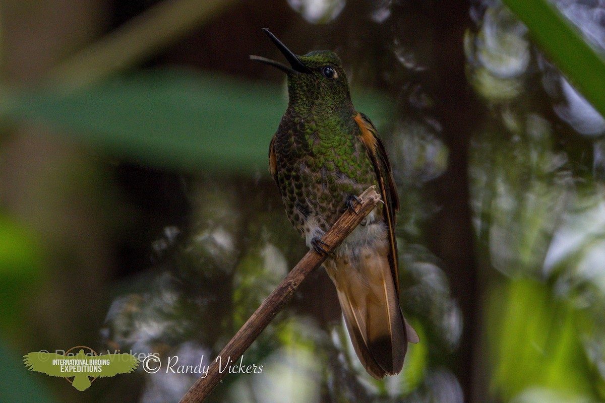 Buff-tailed Coronet - ML457907741