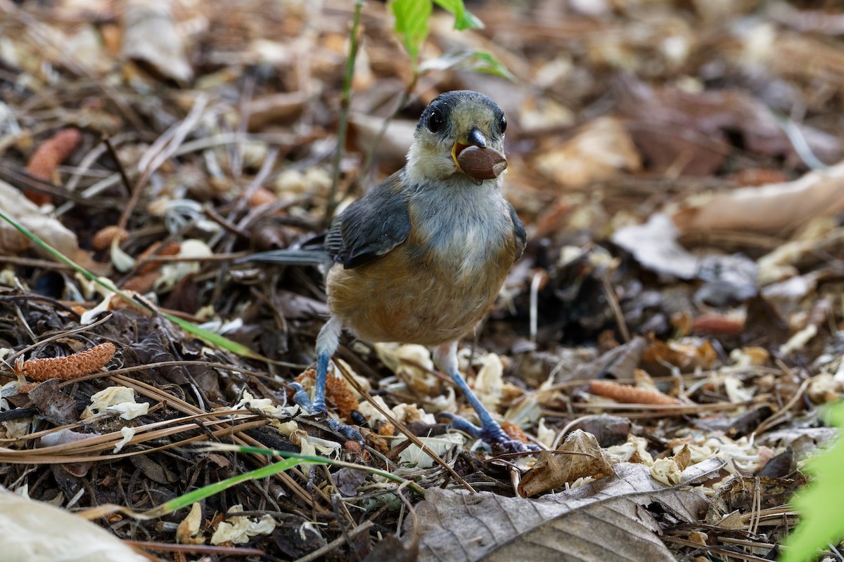 Varied Tit - Robert Cousins