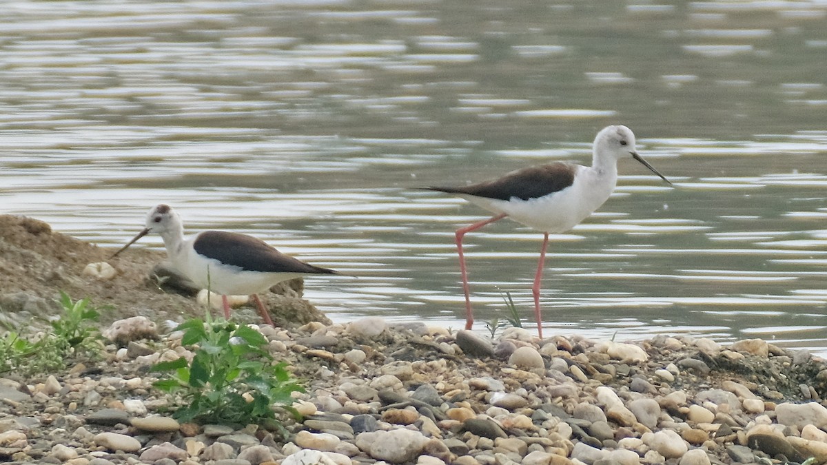 Black-winged Stilt - ML457908281