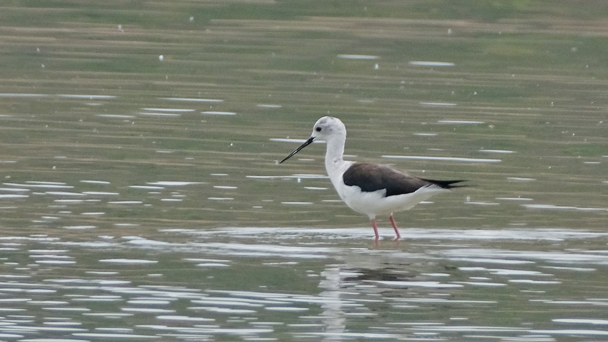 Black-winged Stilt - ML457908291