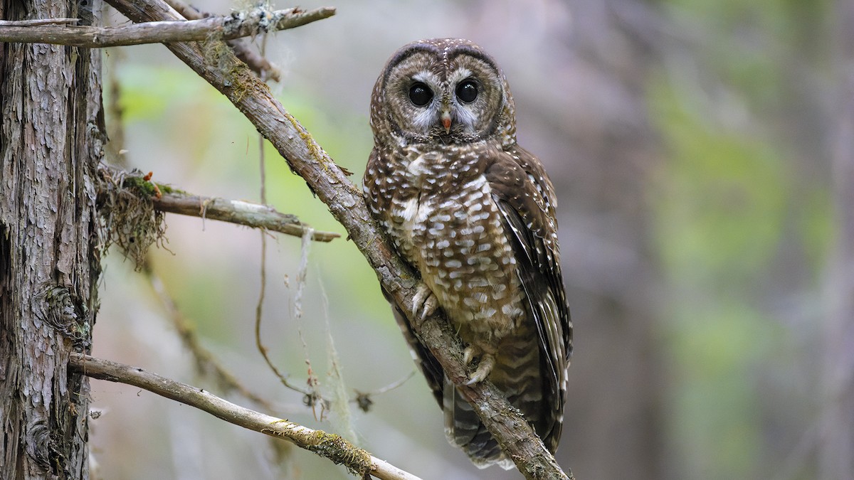 Spotted Owl (Northern) - ML457909601