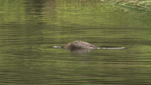 Canard de Salvadori - ML457910