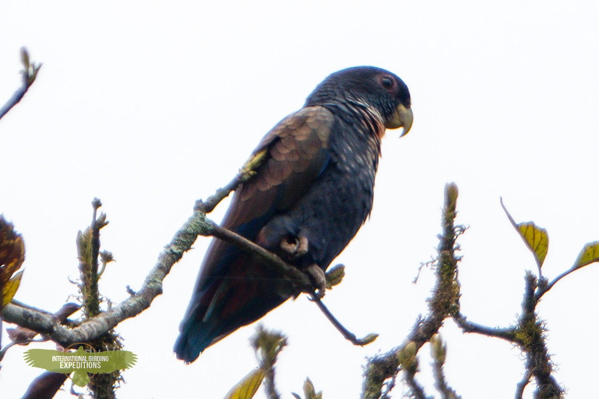 Bronze-winged Parrot - ML457910431