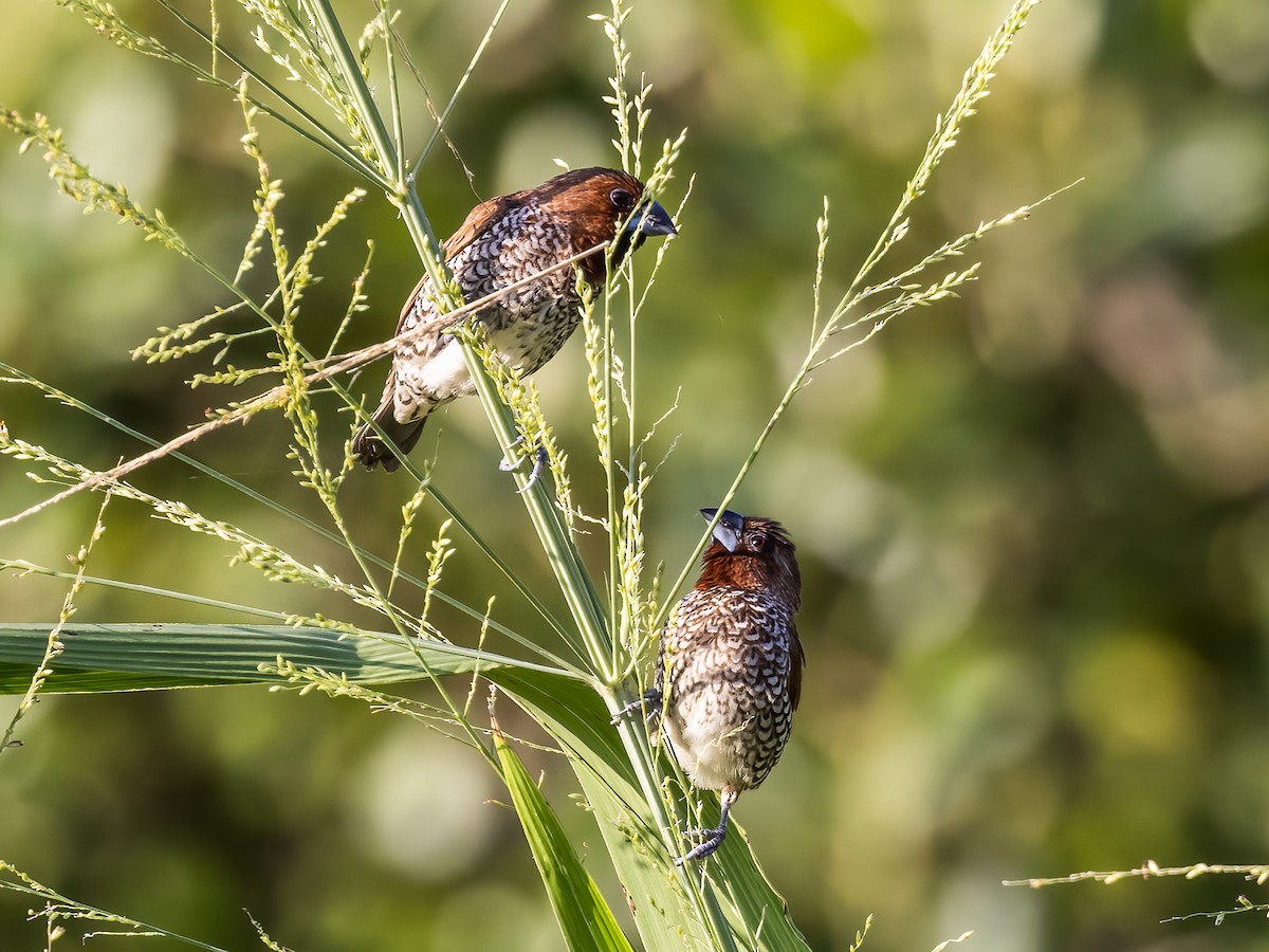 Scaly-breasted Munia - ML457910461