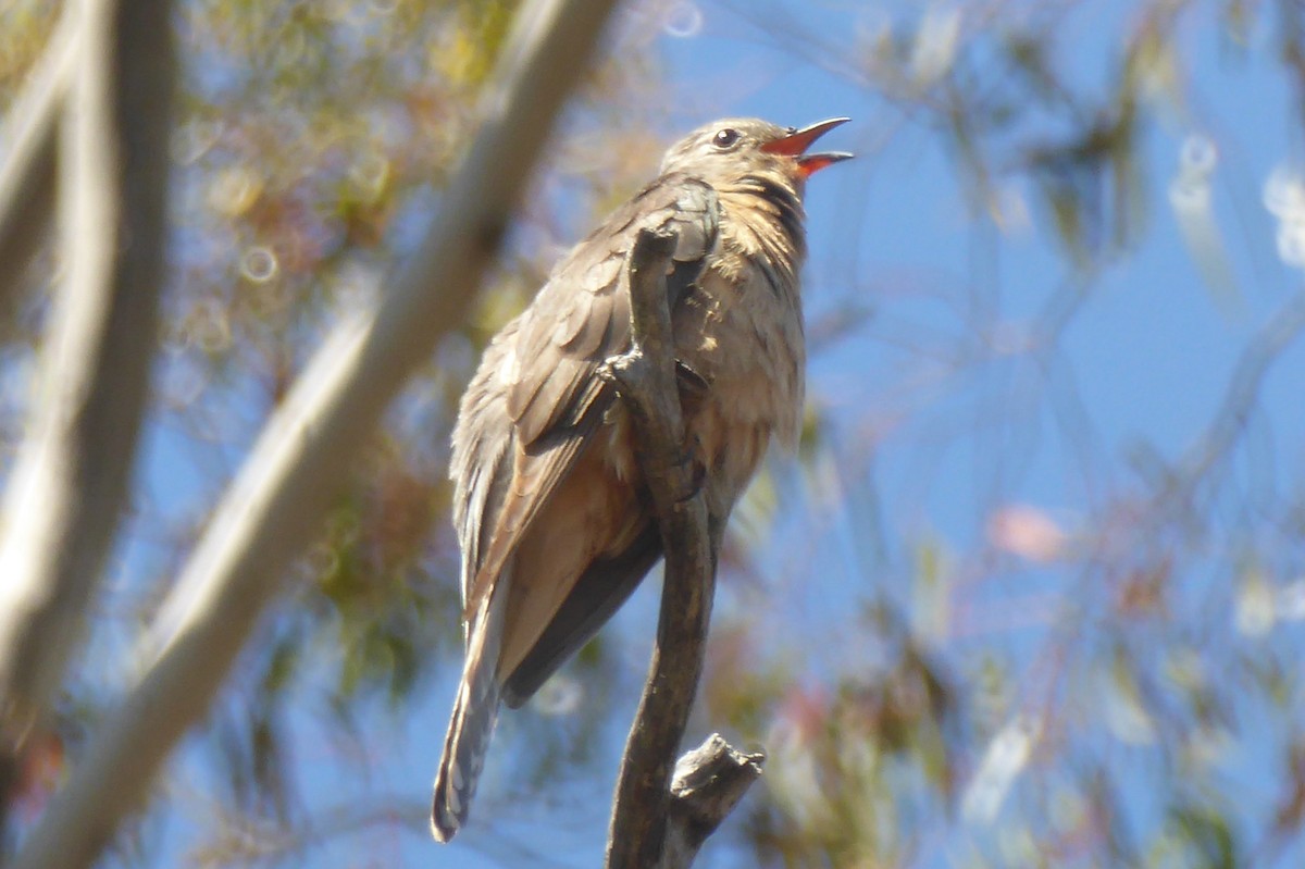 Brush Cuckoo - ML45791051