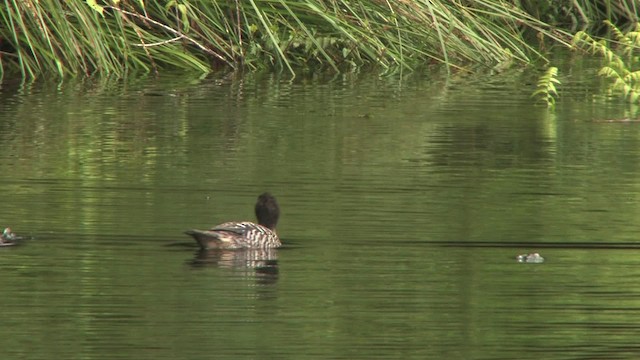 Canard de Salvadori - ML457911