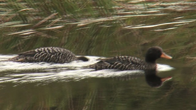 Canard de Salvadori - ML457912