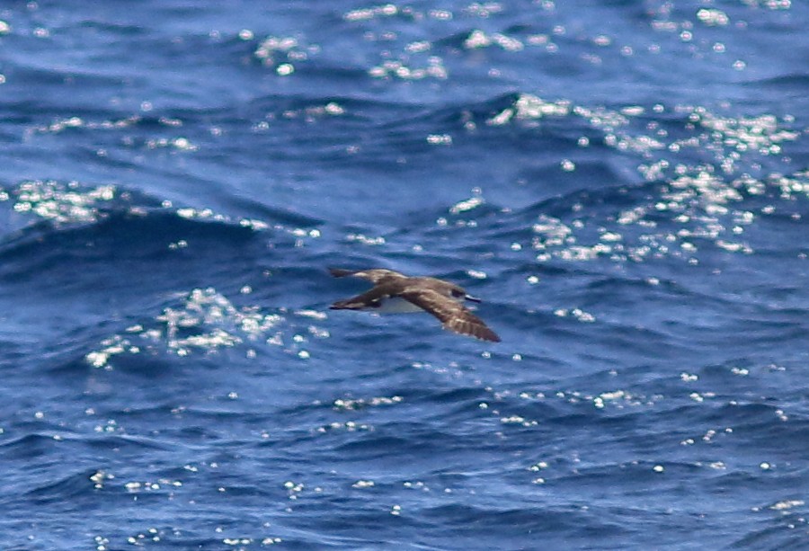 Manx Shearwater - John O'Brien