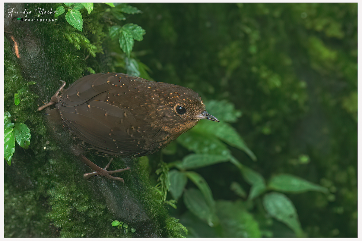 Scaly-breasted Cupwing (Himalayan) - ML457913081