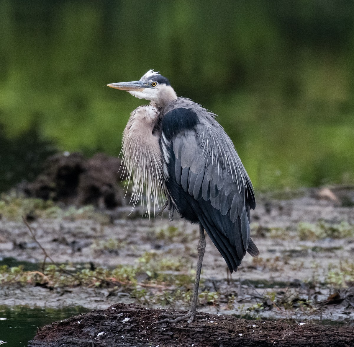 Great Blue Heron - ML457913661