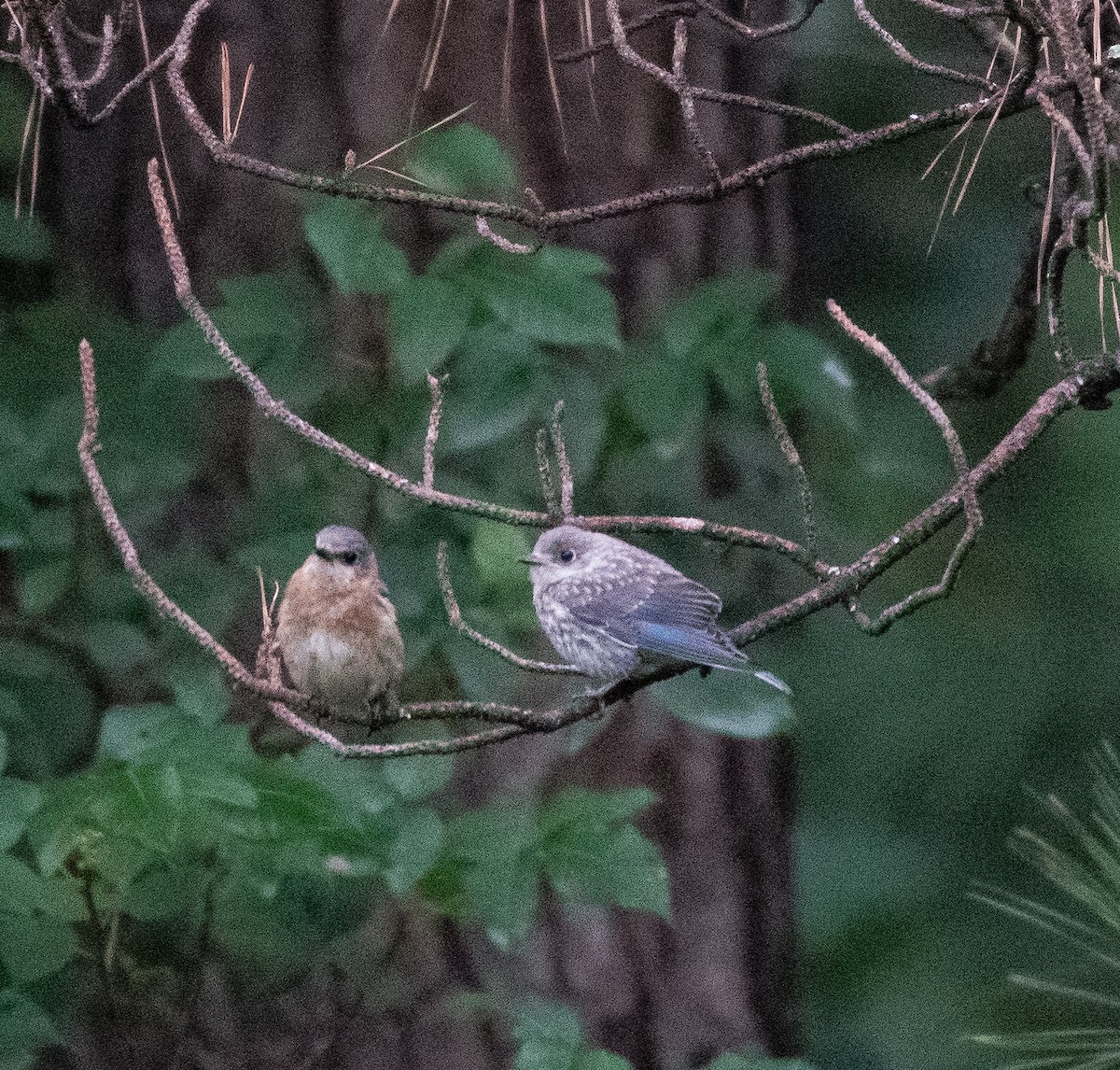 Eastern Bluebird - ML457913871