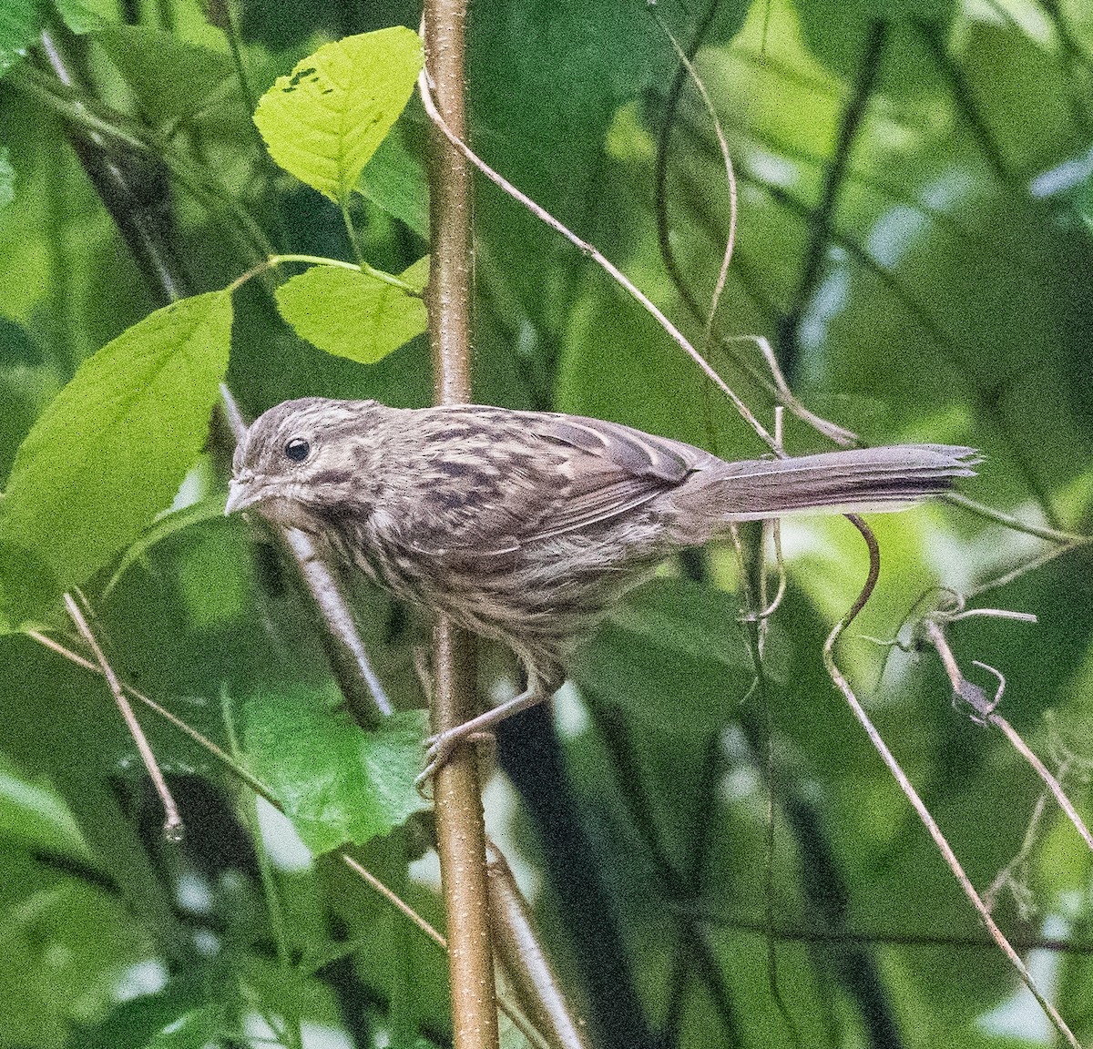 Song Sparrow - ML457913901