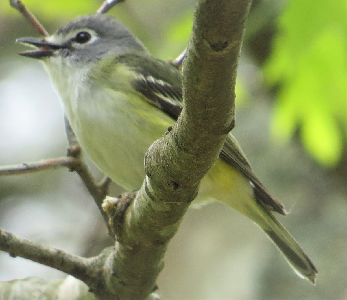 Mavi Başlı Vireo - ML457914051