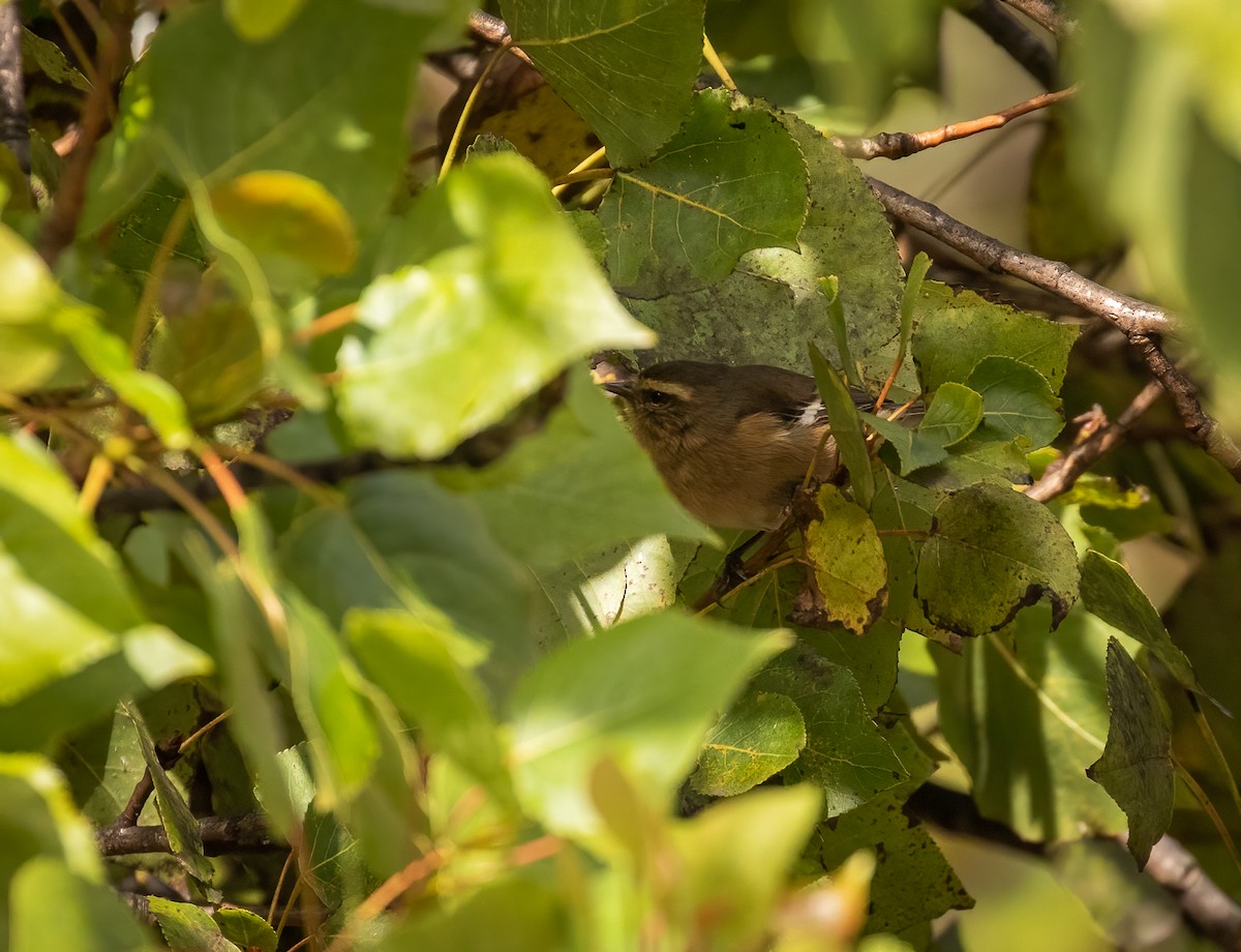 Cinereous Conebill - ML457915871