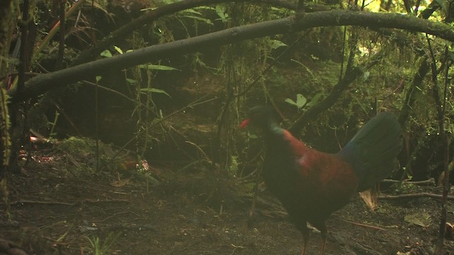 Pheasant Pigeon - ML457916