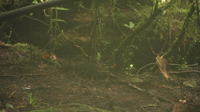 Pheasant Pigeon - ML457918