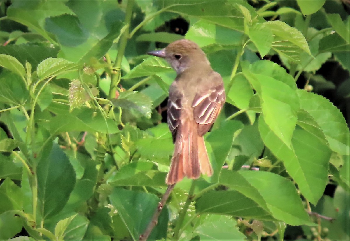 Great Crested Flycatcher - ML457920641