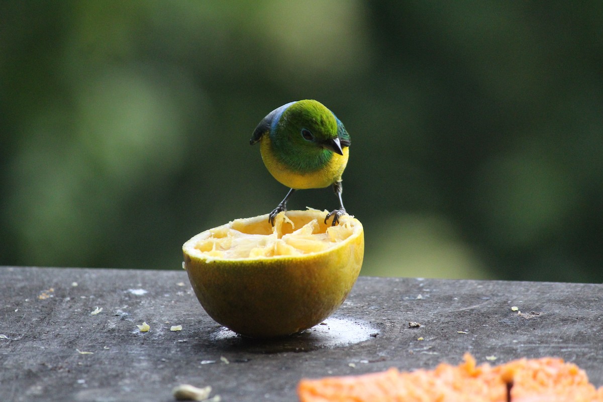 Blue-naped Chlorophonia - ML457921061